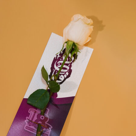 National Day White Rose